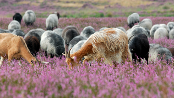 Heidegebiet Senne mit Heidschnucken © Franz Hasse